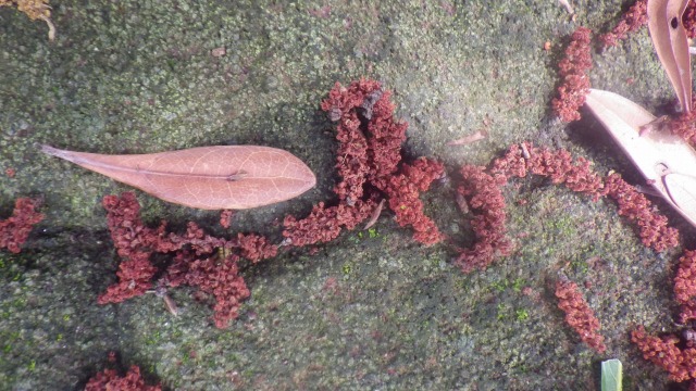 落ち葉と一緒に何が落ちている？ - 兵庫県立人と自然の博物館（ひとは